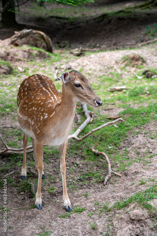 A beautiful deer standing in a natural habitat