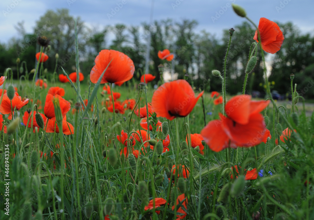 Obraz premium Beautiful meadow at sunset with red poppies.