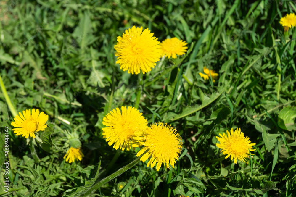 Orange dandelion on background of the green herb Orange dandelion on background of the green herb