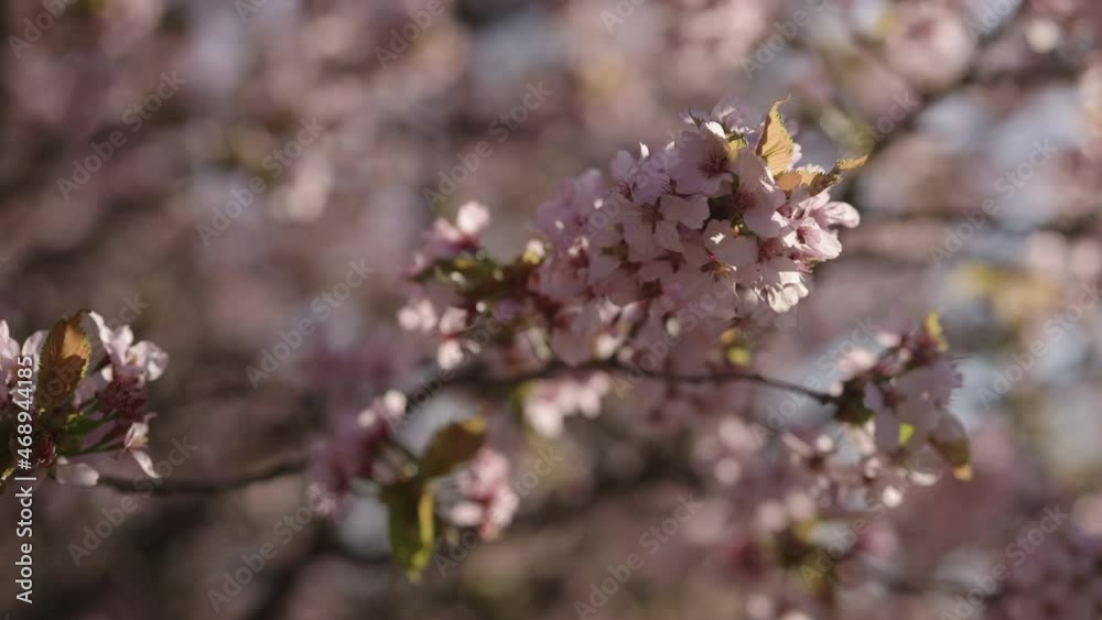 Slow motion closeup of sakura cherry blossom in spring Slow motion closeup of sakura cherry blossom in spring