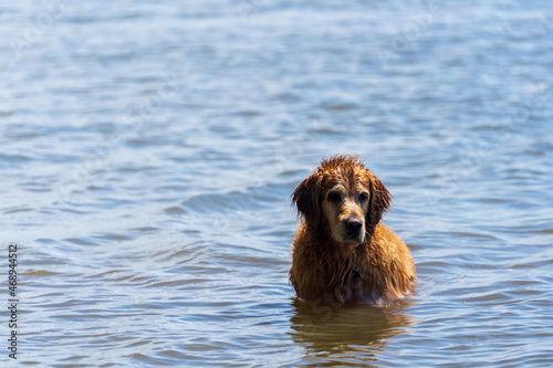 Golden retriever in river water