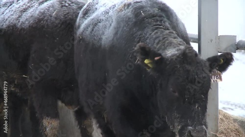 Angus cows eat feed from troughs on an open farm in winter.