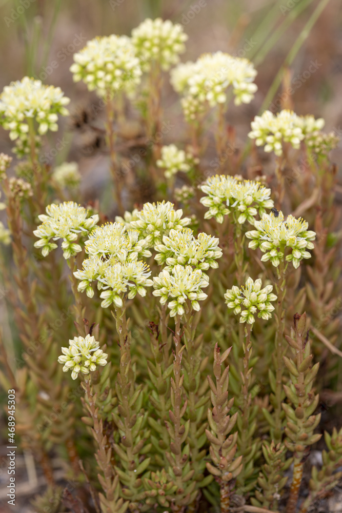Macrophotographie de fleur sauvage - Orpin de Nice (Sedum sediforme) Macrophotographie de fleur sauvage - Orpin de Nice (Sedum sediforme)