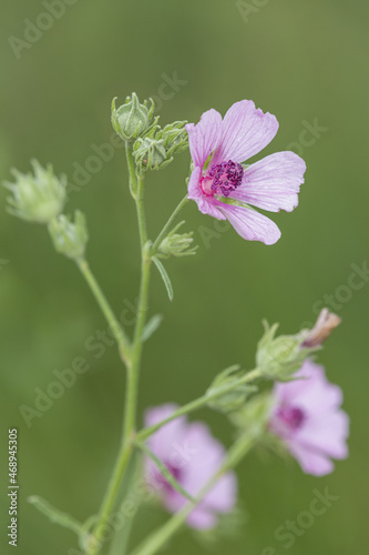 Macrophotographie de fleur sauvage - Guimauve faux-chanvre (Althaea cannabina) © panosud360