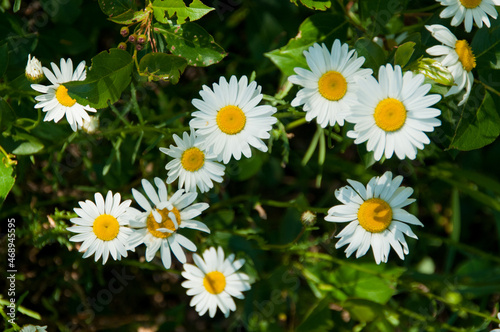 Bunch of Oxeye Daisy growing near Tupper lake