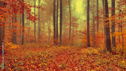 A Forest in Autumn, Neuenstadt, Germany, Europe