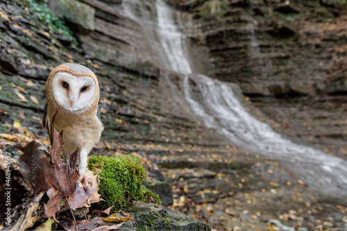 Fototapeta Naklejka Na Ścianę i Meble -  Barn owl advances towards the photo trap (Tyto alba)