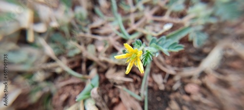 yellow flower in the grass
