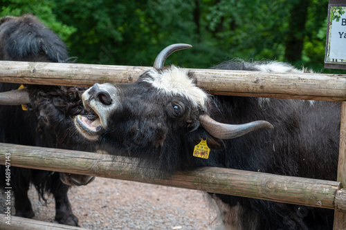 A closeup shot of a buffalo with a head stuck in the wooden fence