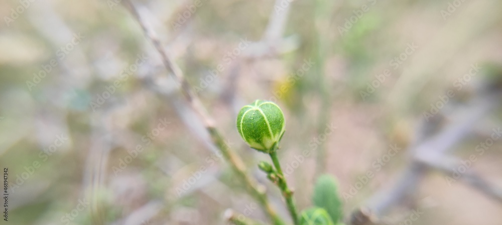 bud of poppy flower bud of poppy flower