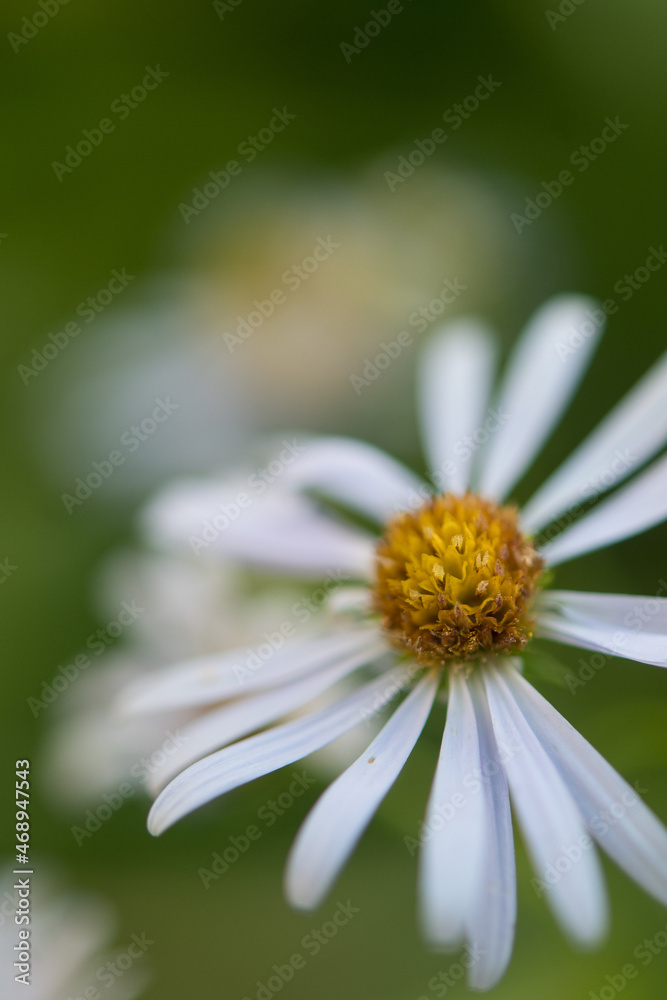 New York Aster close up in the wild New York Aster close up in the wild