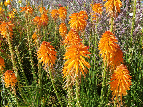 The orange kniphofia flowers bloom in the flowerbed. photo