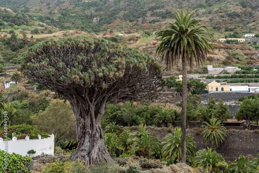 Famous Drago Tree (El Drago Milenario) - Icod de los Vinos, Tenerife, Canary Islands, Spain
