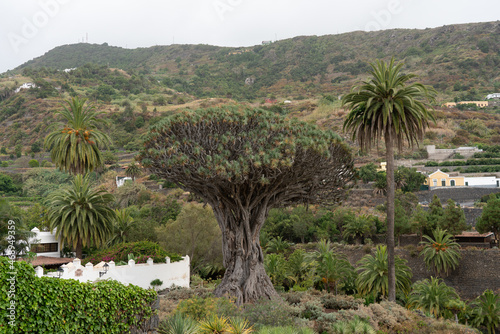 Famous Drago Tree (El Drago Milenario) - Icod de los Vinos, Tenerife, Canary Islands, Spain © Sergey Kohl