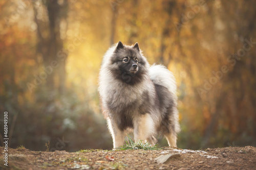 Portrait of gray Wolfspitz female dog standing in the bright forest in autumn