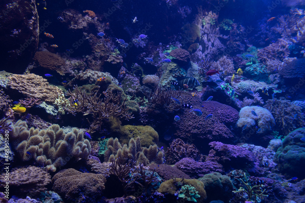 The bright underwater world of corals. The bright underwater world of corals.