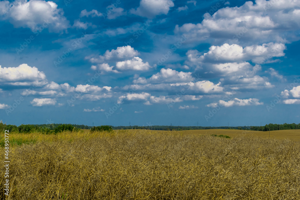 wheat field and sky