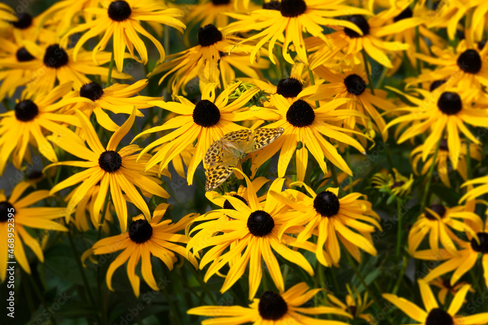Silver-washed Fritillary butterfly (Argynnis paphia) sitting on a yellow rudbeckia hirta flower in Zurich, Switzerland Silver-washed Fritillary butterfly (Argynnis paphia) sitting on a yellow rudbeckia hirta flower in Zurich, Switzerland