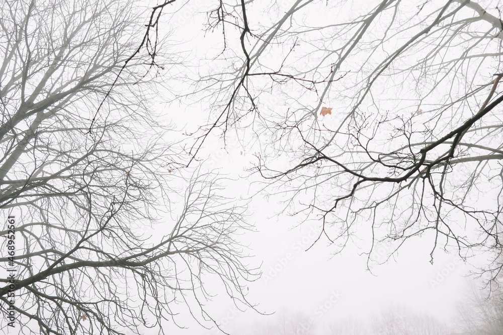 Tree crown without leaves, bare branches, late autumn or winter. Naked branch of autumn tree against the sky
