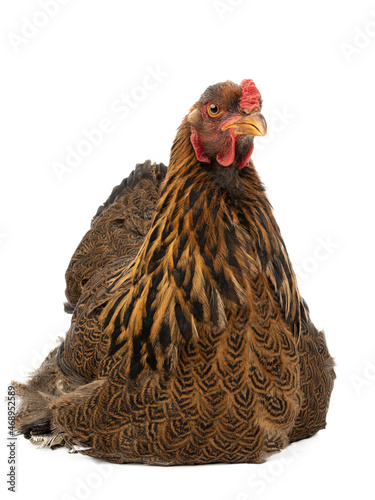 Billede på lærred chicken brahma isolated on white background