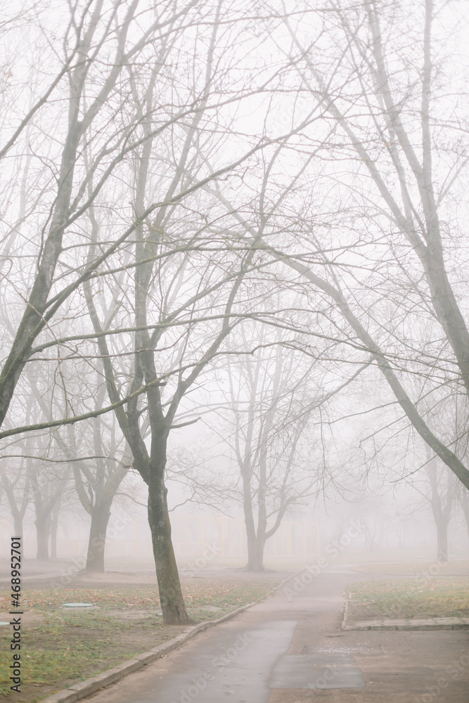 mysterious scene of autumn nature in the foggy morning, moody misty forest mysterious scene of autumn nature in the foggy morning, moody misty forest