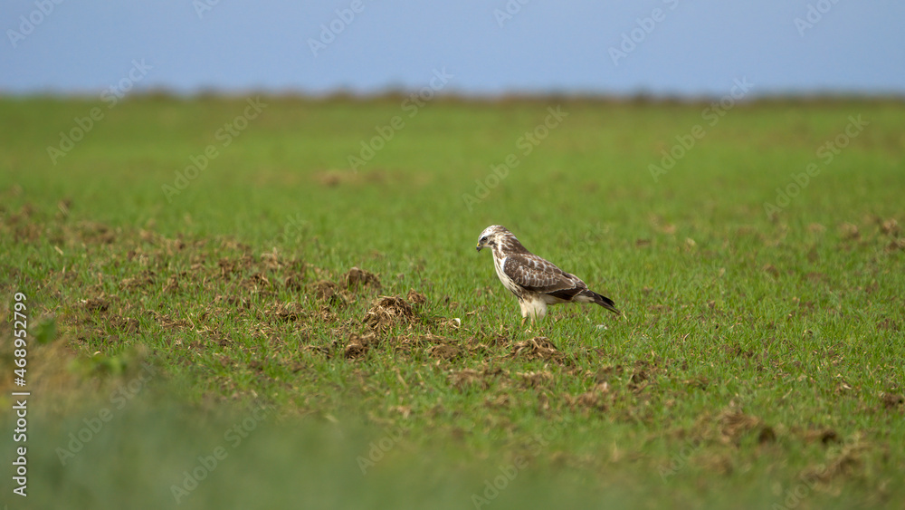 Autumn wildlife, bird of prey Common Buzzard, Buteo buteo, flight on a farmland. Wildlife scene from the nature. Landing or sitting on the ground. Buzzard fly in the forest. Autumn wildlife, bird of prey Common Buzzard, Buteo buteo, flight on a farmland. Wildlife scene from the nature. Landing or sitting on the ground. Buzzard fly in the forest.
