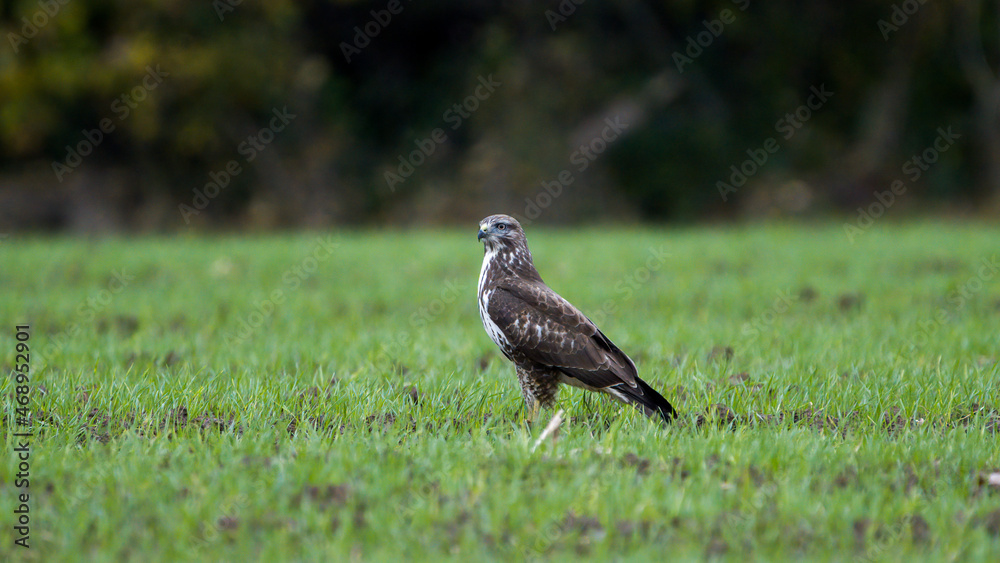 Autumn wildlife, bird of prey Common Buzzard, Buteo buteo, flight on a farmland. Wildlife scene from the nature. Landing or sitting on the ground. Buzzard fly in the forest. Autumn wildlife, bird of prey Common Buzzard, Buteo buteo, flight on a farmland. Wildlife scene from the nature. Landing or sitting on the ground. Buzzard fly in the forest.