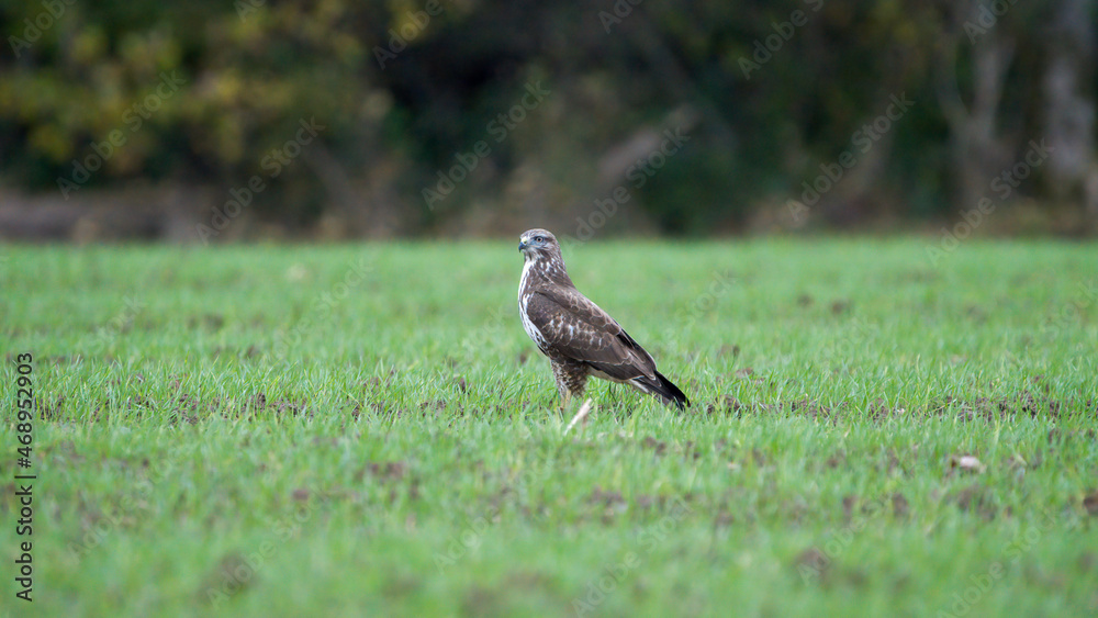 Autumn wildlife, bird of prey Common Buzzard, Buteo buteo, flight on a farmland. Wildlife scene from the nature. Landing or sitting on the ground. Buzzard fly in the forest. Autumn wildlife, bird of prey Common Buzzard, Buteo buteo, flight on a farmland. Wildlife scene from the nature. Landing or sitting on the ground. Buzzard fly in the forest.