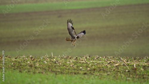 Autumn wildlife, bird of prey Common Buzzard, Buteo buteo, flight on a farmland. Wildlife scene from the nature. Landing or sitting on the ground. Buzzard fly in the forest.