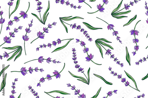 Seamless pattern of lavender, color vector illustrtaion