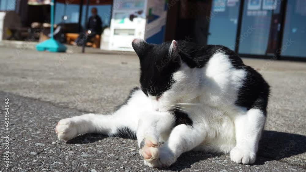 観光地のお土産屋さんにいる猫 観光地のお土産屋さんにいる猫