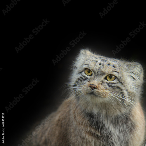 Fotografie Pallas's cat black background portrait