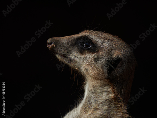 close up portrait of a watchfull meercat with dark background. low key photography. no people, with copyspace. 