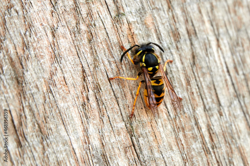 Isolated German yellow jacket (Vespula germanica) with black antennae stationary on a wooden surface. close up detail, macro photography, vector for biodiversity, pesticidefree environment © Laura J