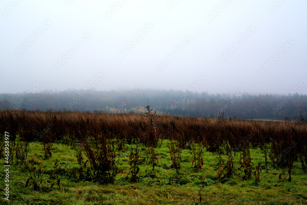 Herbst 2021 Doos und Veitsberg Herbst 2021 Doos und Veitsberg