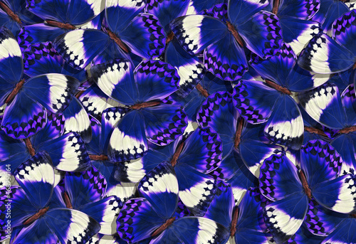 Fototapeta bright blue tropical morpho butterflies texture background