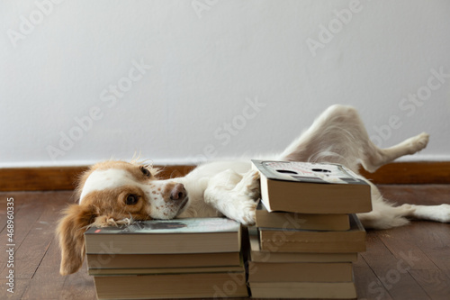 A cute dog among books 