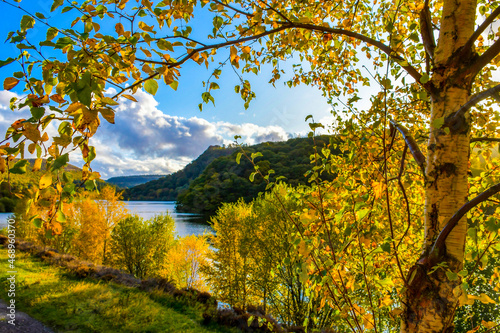 Autumn colors on trees by lake