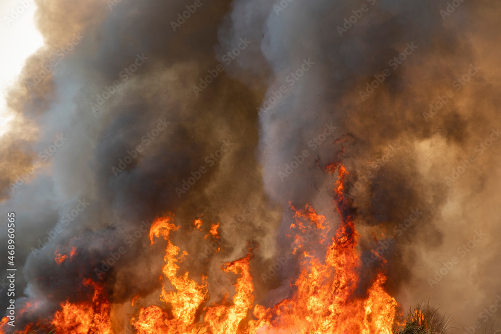 Red raging flame of fire burn in grass fields, forests and black and white smoke to sky. Red raging flame of fire burn in grass fields, forests and black and white smoke to sky.