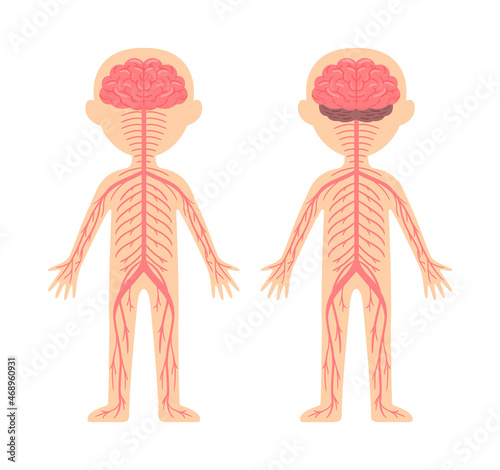 Human Nervous System. Template, Diagram for Lesson of Anatomy and Biology. Front and Back View. Education for Children. Cartoon Flat Style. White background. Illustration for Medical Design. Vector.