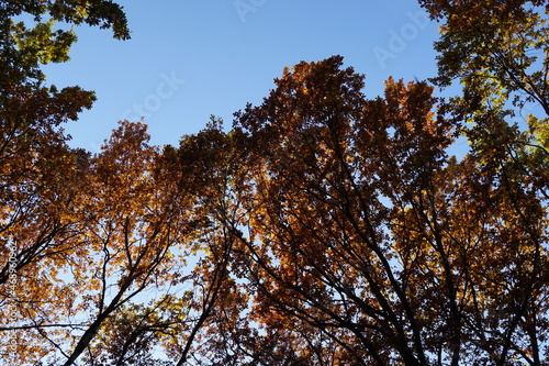 Blue autumn sky and red foliage