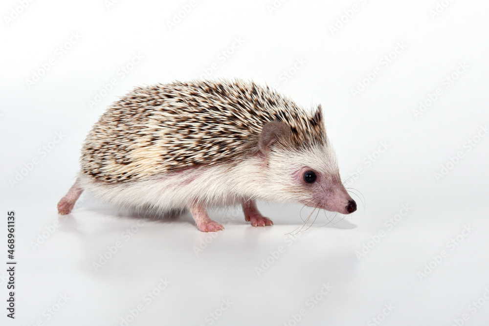 Obraz premium An African cute hedgehog with brown spines and needles on its back stomps on a white isolated background
