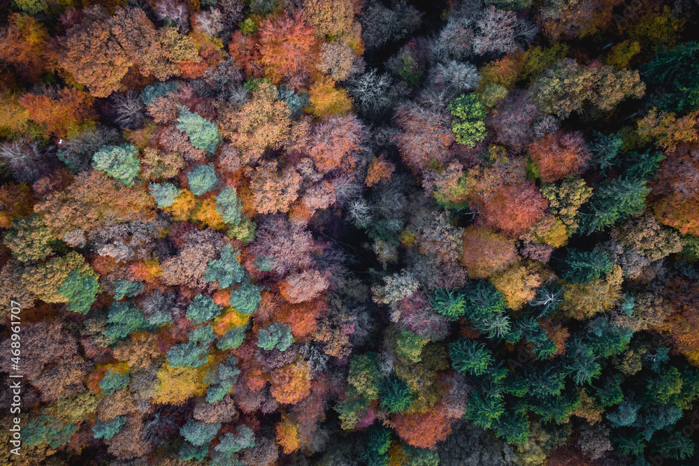 Aerial forest Aerial forest