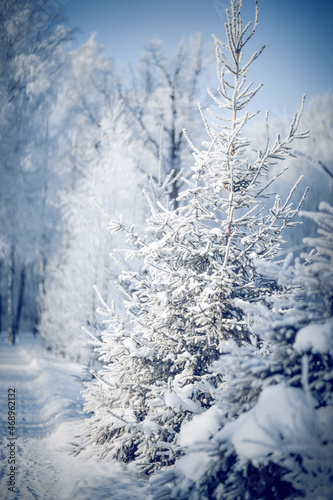 Spruces in the snow. Winter © Azaliya (Elya Vatel)