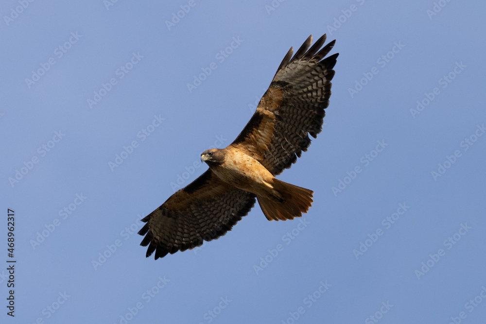 Fototapeta premium red-tailed hawk flying in beautiful light , seen in the wild in North California 