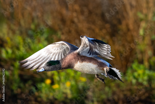 American Wigeon landing, seen in a North California marsh