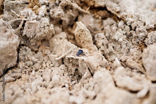 Dryland Macro Creeping Dung Beetle