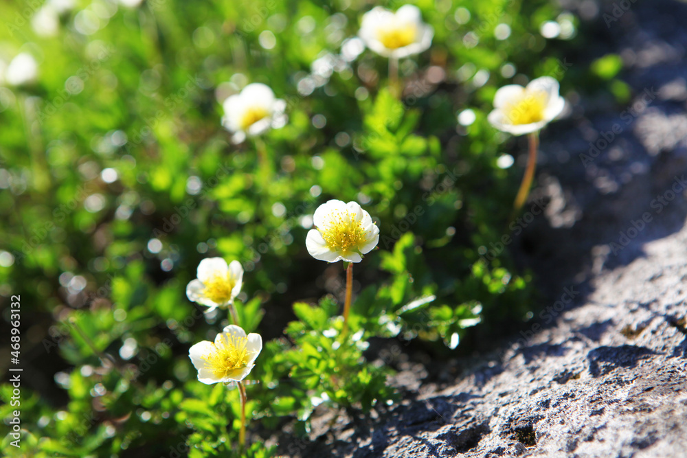 朝日に輝くチングルマの花 室堂 Stock Photo Adobe Stock