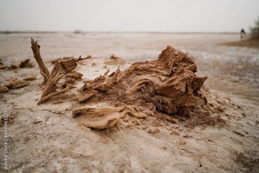 Wilderness desert death haloxylon, Sand and wind erosion Wilderness desert death haloxylon, Sand and wind erosion