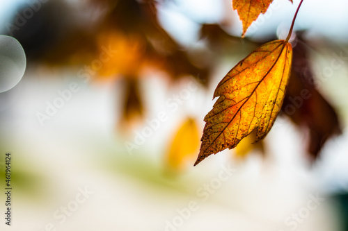 Rustic autumn leaves background